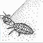 Scheme of sand pit trap of an 10 mm antlion larva.